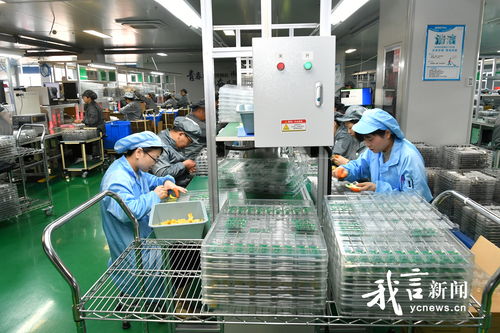 鹽城煥新記 走進金驛通光電科技，技術服務引領產業升級